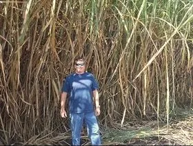 Eric Hopkins standing in the sugar cane