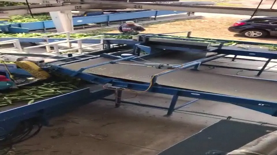 Green beans moving along the blue packing line